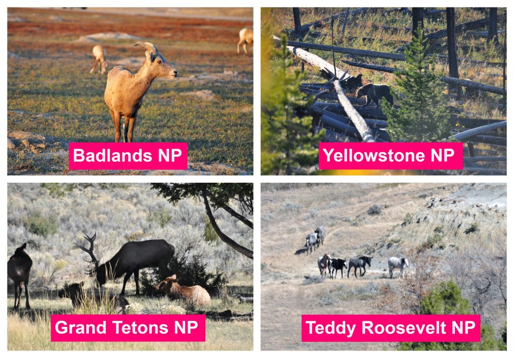 wildlife seen in four national parks, Badlands, Yellowstone, Grand Tetons, and Teddy Roosevelt.