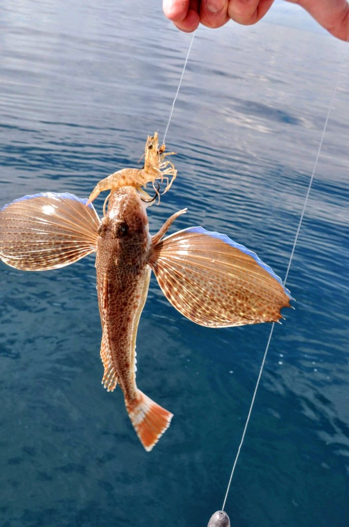 Blackwing Searobin bit on this shrimp - and the hook