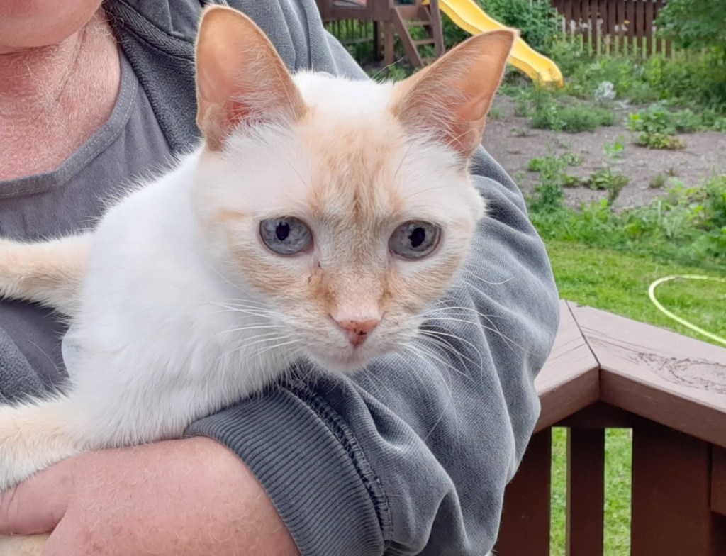 Sid is a Flamepoint Siamese cat, white body with orange markings around ears , legs, and face